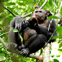 Шимпанзе лакомится черепахой