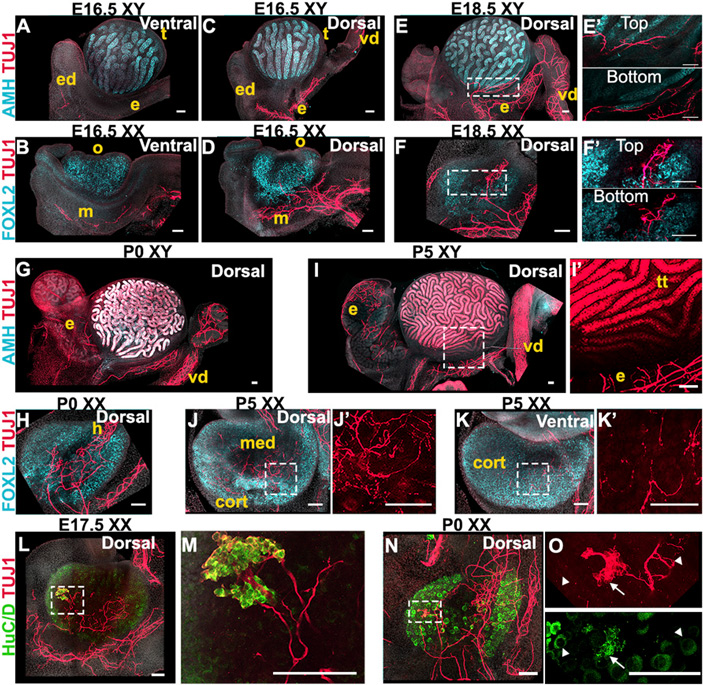 Рис. 3. Распределение нейрональных маркеров