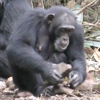 Рис. 1. Самка шимпанзе по имени Фанле колет орехи масличной пальмы