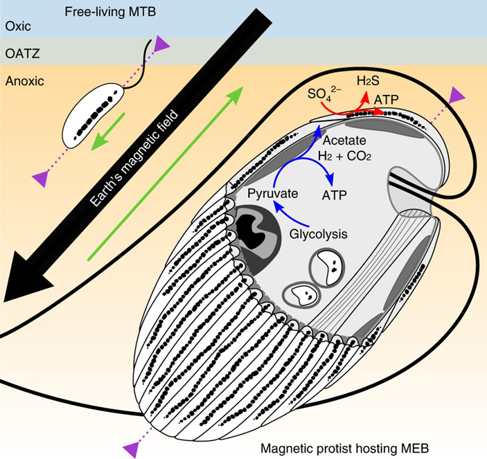 Рис. 1. Схема симбиоза анаэробного одноклеточного эукариота и магниточувствительных сульфатредуцирующих бактерий