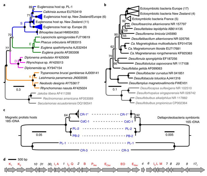 Рис. 3. Кладограмма протистов типа Эвгленозои