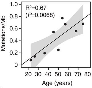 Рис. 2. Рис. 2. Количество мутаций на миллион пар нуклеотидов (Мb) ДНК в здоровой ткани пищевода в зависимости от возраста