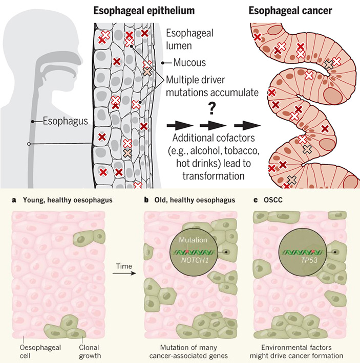 Рис. 1. Накопление мутаций в эпителии пищевода по мере старения