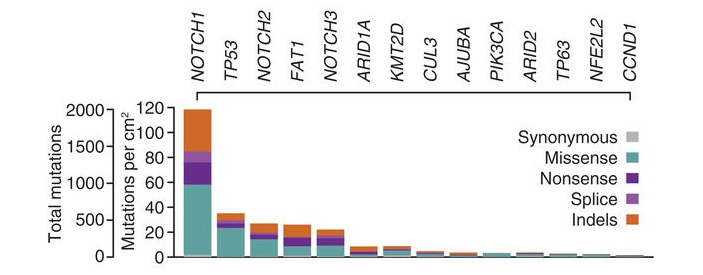 Рис. 4. Частота мутаций в 14 генах, ассоциированных с раком, в эпителии пищевода