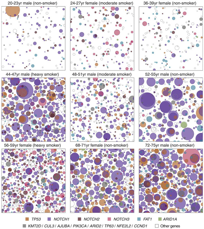 Рис. 3. Условные карты мутаций клеток пищевода