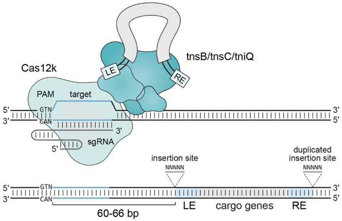 Рис. 3. Предполагаемая схема