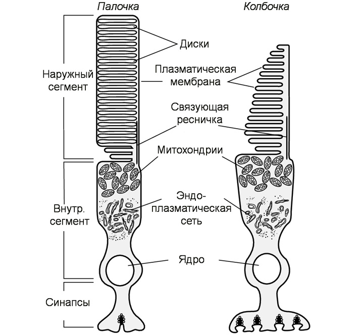 Рис. 2. Схема строения палочки и колбочки