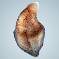 Рис. 1. Слева вверху: Xenoturbella bocki и паразитирующая в ней ортонектида Rhopalura xenoturbellae. На черно-белых фото — самки ортонектид, вышедшие из ксенотурбелл и плавающие свободно