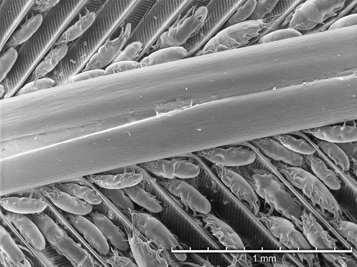 Перьевые клещи Proctophyllodes huitzilopochtlii на опахале пера колибри