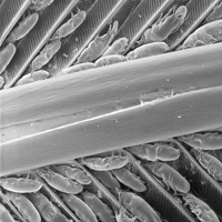 Перьевые клещи Proctophyllodes huitzilopochtlii на опахале пера колибри