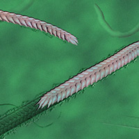 Yilingia spiciformis