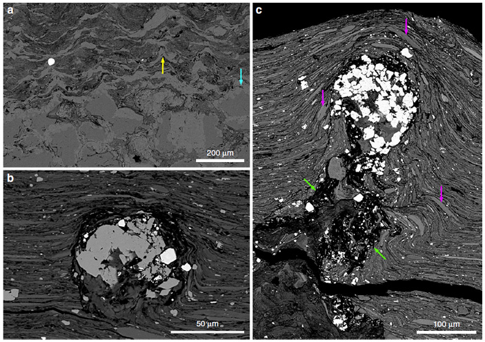 Рис. 2. Биогенные MRS-структуры в сланцах формации Франсвиль