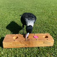 Австралийская ворона-свистун (Gymnorhina tibicen)