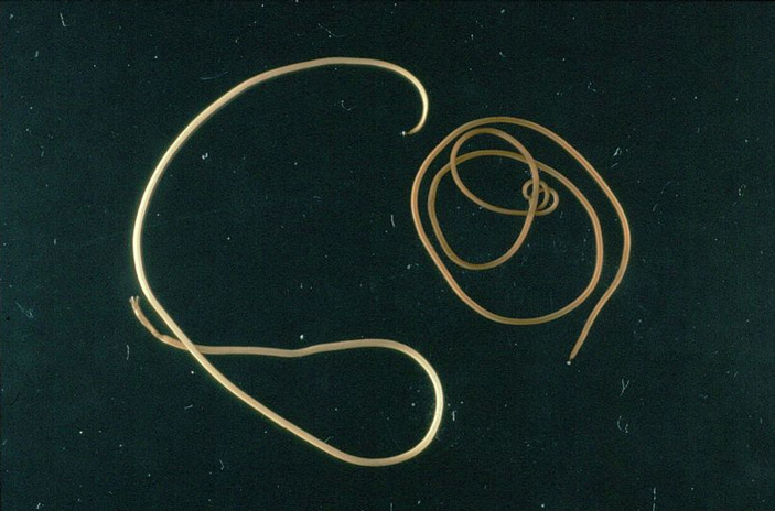 Взрослые волосатики Paragordius tricuspidatus