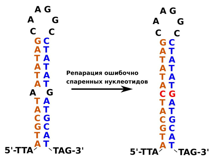 Рис. 5. Гипотетический механизм, поддерживающий точность повторов в митохондриальной ДНК волосатиков