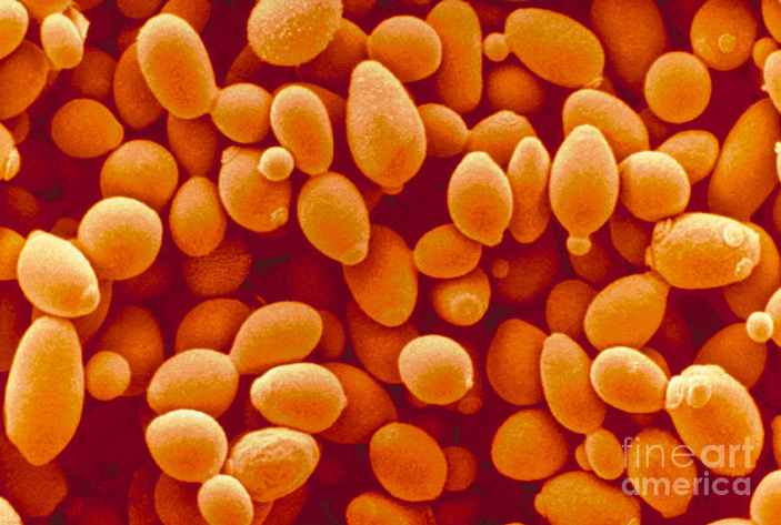 Дрожжи Saccharomyces cerevisiae