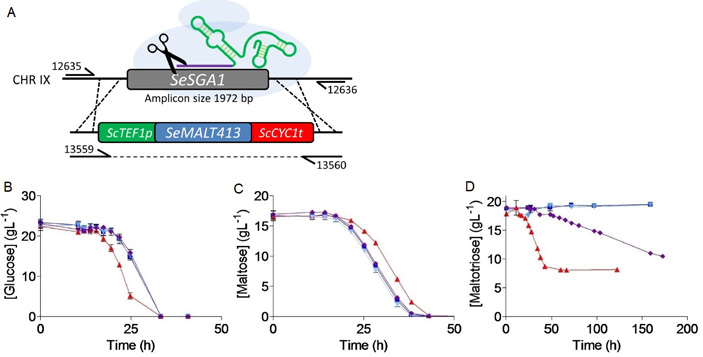 Рис. 6. Проверка функциональности генов-транспортеров у S. eubayanus
