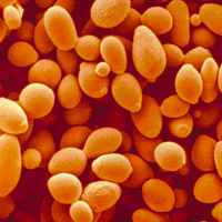 Дрожжи Saccharomyces cerevisiae