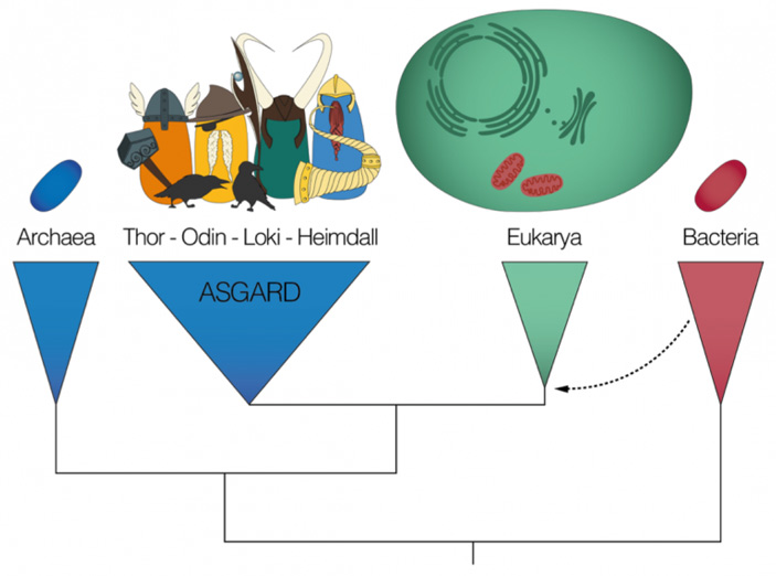 Рис. 2. Эволюционное древо, на котором показано положение архей, эукариот и бактерий