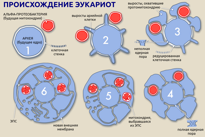 Рис. 3. Баумовский сценарий происхождения эукариот