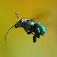 Euglossa