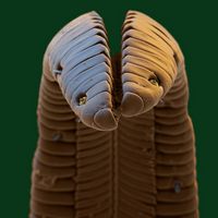 Хоботок бражника