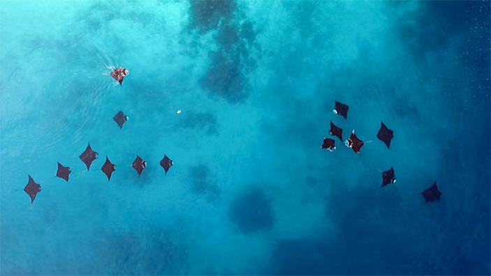 Группа рифовых мант