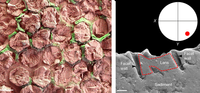 Рис. 2. Распределение элементов на поверхности глаза ископаемого комара-долгоножки
