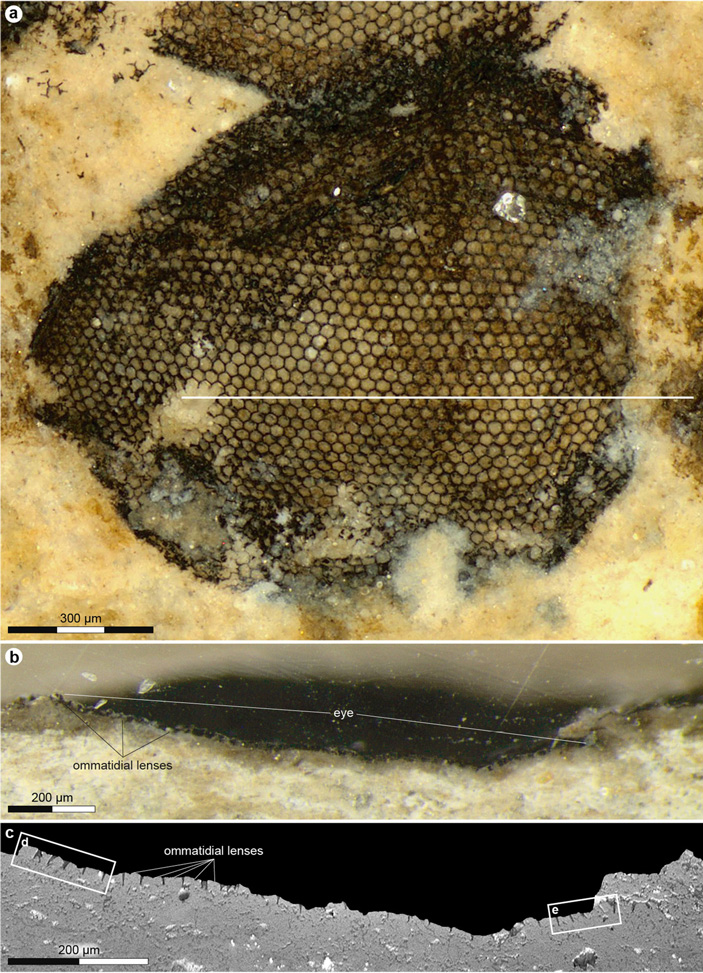 Рис. 3. Глаз ископаемого комара-долгоножки и поперечный срез через него
