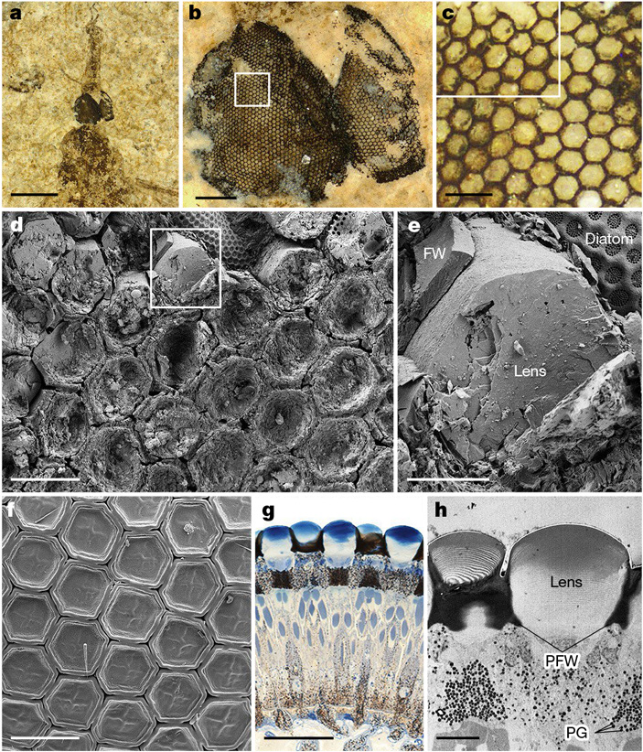 Рис. 1. Голова, глаза и отдельные фасетки ископаемого комара-долгоножки