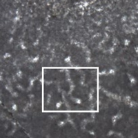 Рис. 1. Остатки, возможно, принадлежащие губкам тониевого возраста