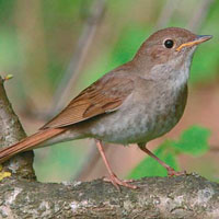 Алгебра и гармония в песне восточного соловья