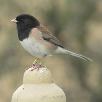 Рис. 1. Примеры животных, которым пластичность поведения помогает выживать в меняющейся среде