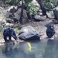 Шимпанзе используют палки для добычи питательных нитчатых водорослей