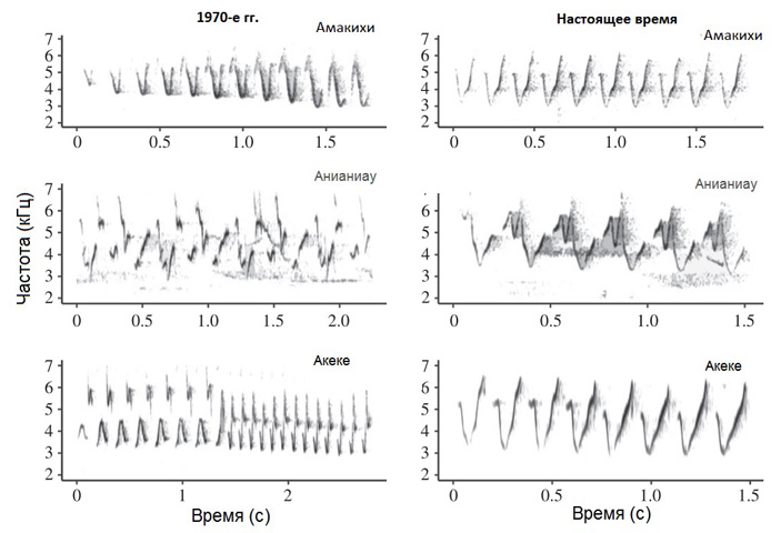 Рис. 3. Сонограммы песен кауайской амакихи, анианиау и акеке, записанные в 1970-х и 2010-х годах