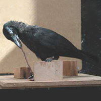 Эта новокаледонская галка, вытаскивающая корм из трещины при помощи палочки, выросла в неволе и никогда не видела, как пользуются орудиями ее сородичи. Справа — «орудие», изготовленное этой же птицей из плотного листа (фото с сайта pharyngula.org)