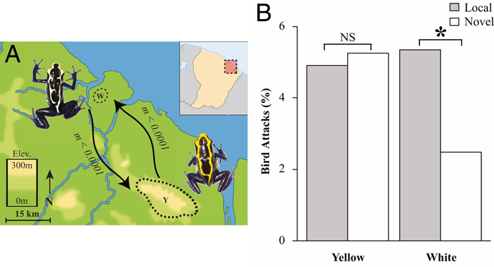 Рис. 4. Ареалы двух исследованных популяций древолазов