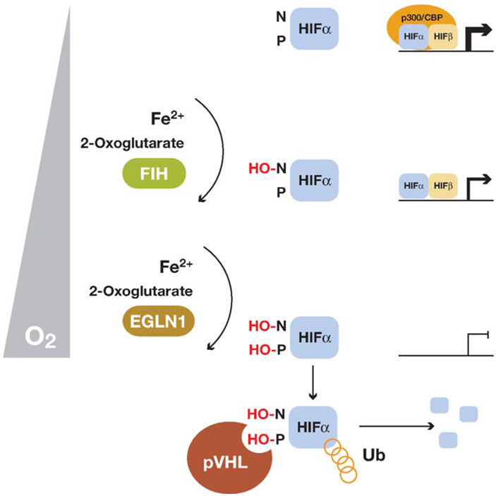 Рис. 3. Схема регулирования функции фактора HIF гидроксилазами