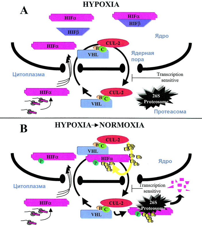 Рис. 2. Общая схема контроля реакции клеток на доступность кислорода