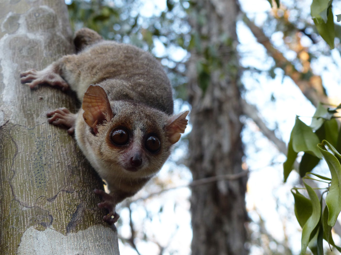 Серый мышиный лемур