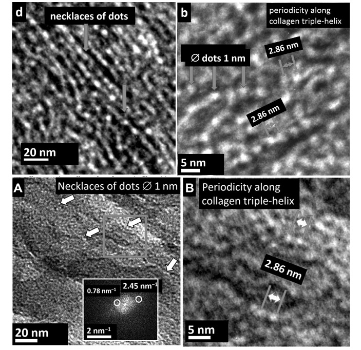Рис. 5. «Живые» спонгиновые структуры скелета губки