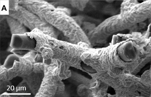 Рис. 6. Микрофибриллы губки после обжига