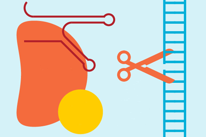 Новая система редактирования генома