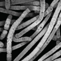 Нитчатая цианобактерия Scytonema hofmanni