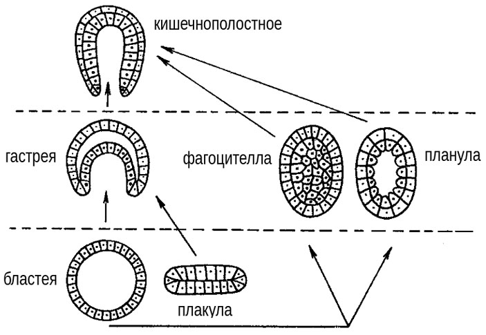 Рис. 4. Основные теории происхождения многоклеточных животных