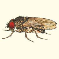 Общая схема исследования и главный результат