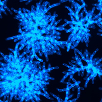 Рис. 1. Результаты эволюционного эксперимента