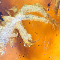 Необычные заключенные бирманского янтаря