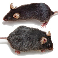 Старая и молодая мыши