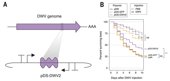 Рис. 3. Генно-модифицированные бактерии защищают пчел от вируса DWV.